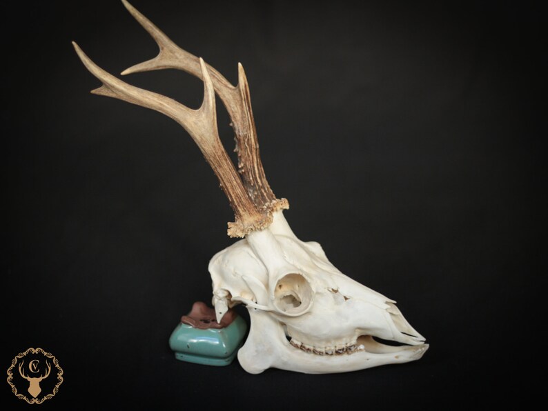 Whole roe deer skull with bottom jaw and teeth for curiosity collection, gothic home decor or halloween decor