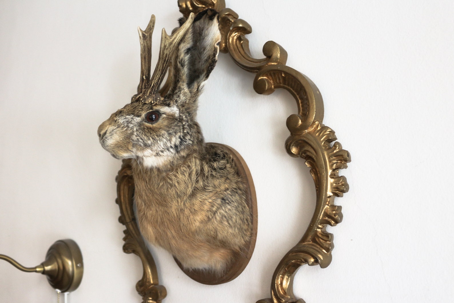 Real Jackalope Taxidermy Mount: Rabbit Head With Horns for - Etsy