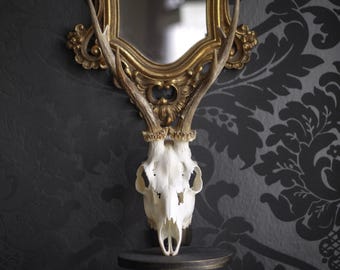 CHOISISSEZ VOTRE CRÂNE, véritables crânes de chevreuil pour une décoration intérieure alternative ou une armoire de curiosités et de bizarreries, cadeau, au choix