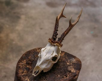 Crâne de chevreuil uni pour les amateurs de décoration gothique, véritable os d'animal pour un style d'intérieur sombre, objet d'exposition de curiosité unique #14