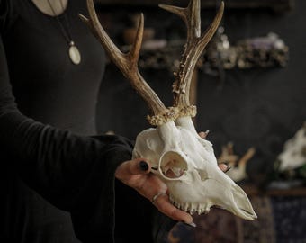 Véritable crâne de chevreuil avec bois, parfait pour votre collection de curiosités ou votre autel de sorcière, décoration sombre
