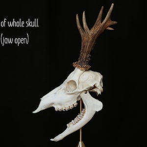 Whole roe deer skull with bottom jaw and teeth for curiosity collection, gothic home decor or halloween decor