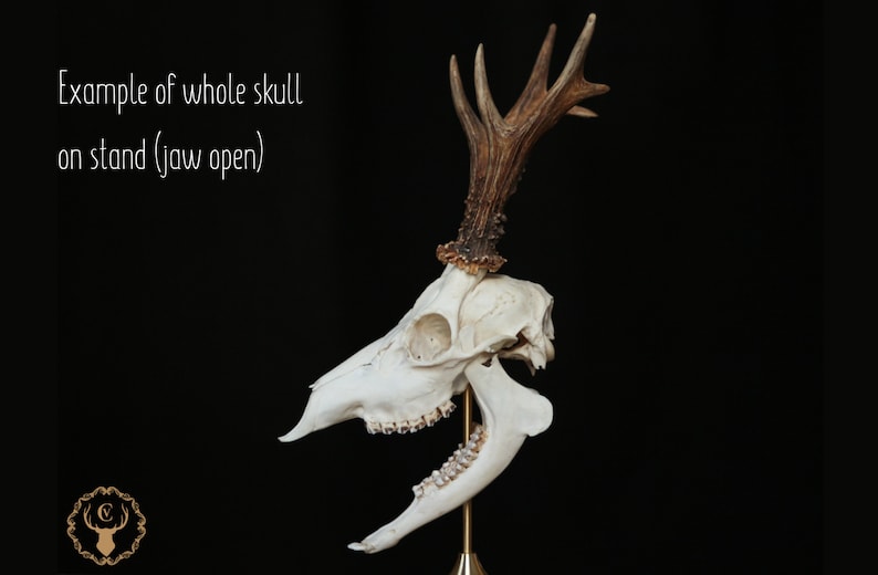 Whole roe deer skull with bottom jaw and teeth for curiosity collection, gothic home decor or halloween decor