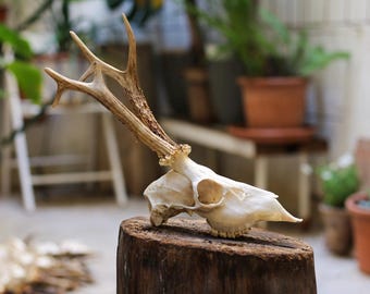 Crâne de chevreuil naturel pour décoration rustique, véritable pièce de taxidermie en os pour intérieur de cabine, présentoir mural gothique, collection de curiosités #1