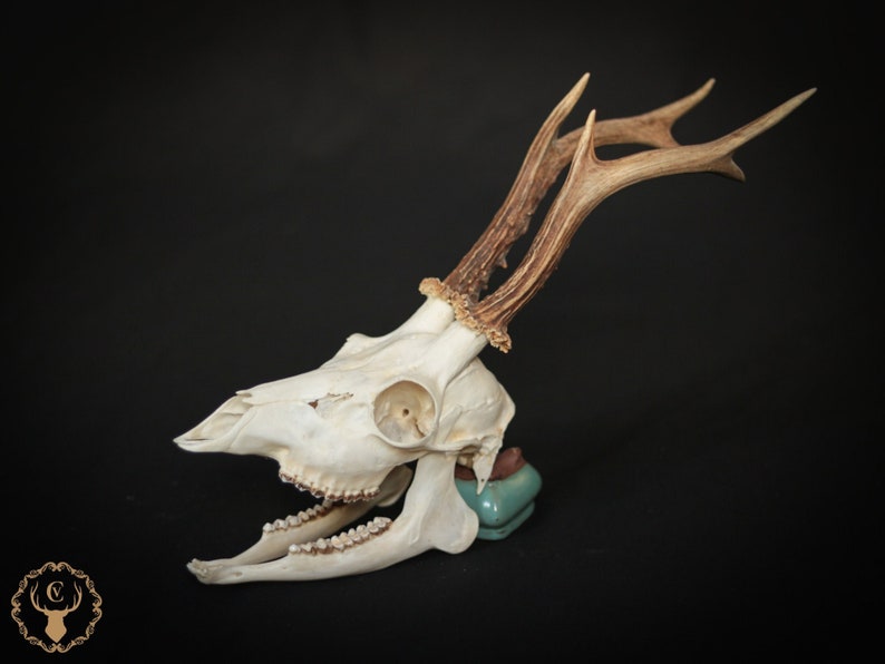 Whole roe deer skull with bottom jaw and teeth for curiosity collection, gothic home decor or halloween decor