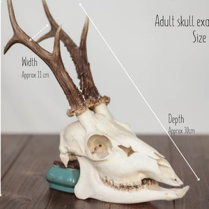 Whole roe deer skull with bottom jaw and teeth for curiosity collection, gothic home decor or halloween decor