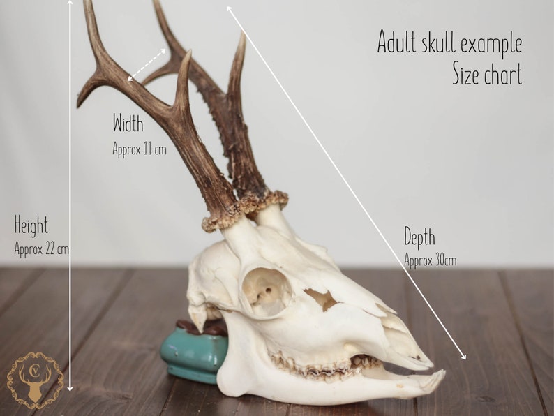 Whole roe deer skull with bottom jaw and teeth for curiosity collection, gothic home decor or halloween decor