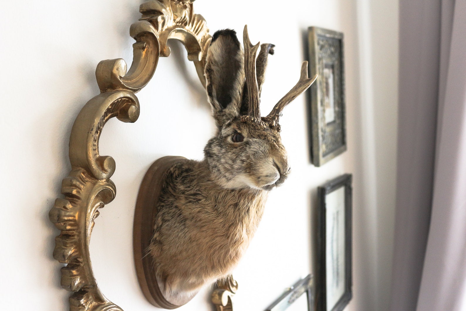 Real Jackalope Taxidermy Mount: Rabbit Head With Horns for - Etsy