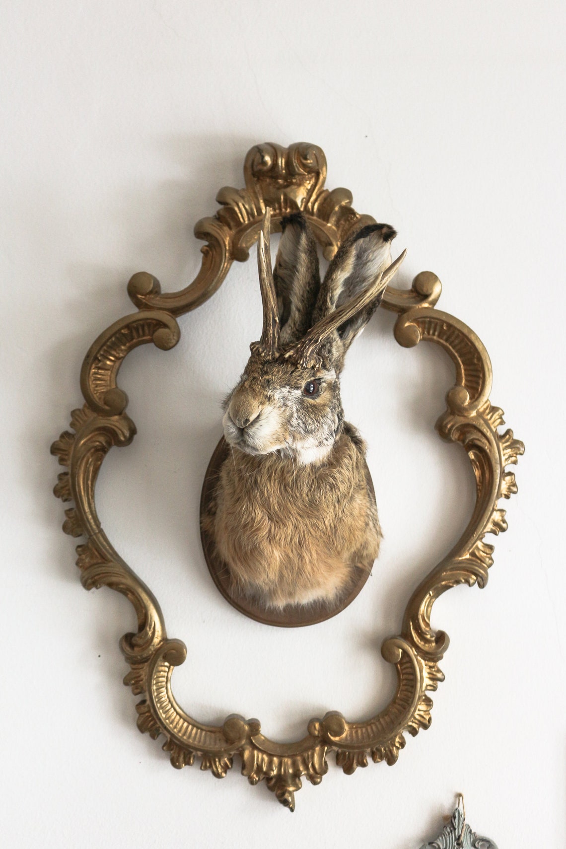 Real Jackalope Taxidermy Mount: Rabbit Head With Horns for - Etsy