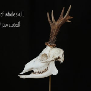 Whole roe deer skull with bottom jaw and teeth for curiosity collection, gothic home decor or halloween decor