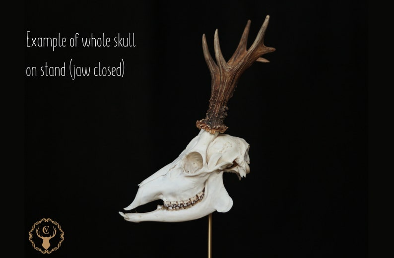 Whole roe deer skull with bottom jaw and teeth for curiosity collection, gothic home decor or halloween decor