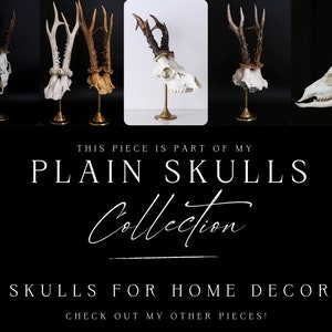 May include: A selection of animal skulls with antlers, presented on brass stands. The skulls are white, and the antlers are brown. The image text states "PLAIN SKULLS Collection" and "SKULLS FOR HOME DECOR".
