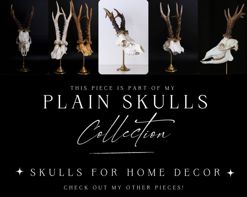 May include: A selection of animal skulls with antlers, presented on brass stands. The skulls are white, and the antlers are brown. The image text states "PLAIN SKULLS Collection" and "SKULLS FOR HOME DECOR".