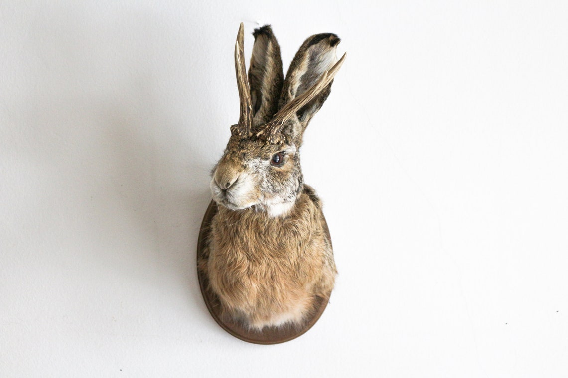 Real Jackalope Taxidermy Mount: Rabbit Head With Horns for - Etsy