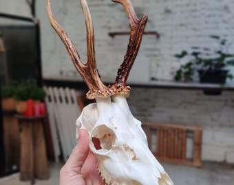 Os authentique de crâne de chevreuil, décoration boisée rustique pour la maison ou le studio, pièce de taxidermie naturelle pour étagère ou présentoir mural #13