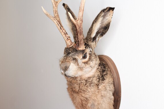 100% Genuine Animal Taxidermy Life Size Jackalope Head Mount Real Antlers 100% Genuine Animal Taxidermy Life Size Jackalope Head Mount Real Antlers
