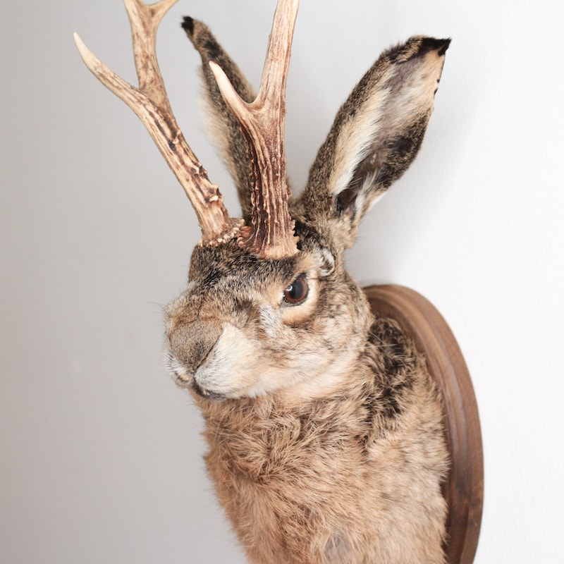 Jackalope Mount - Etsy