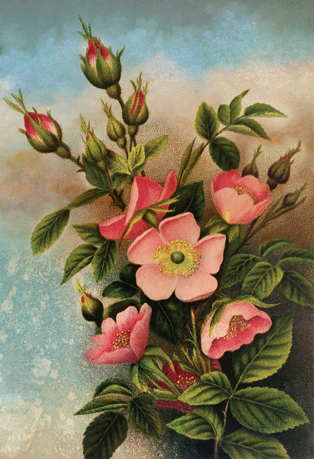 Vintage Wild Roses Print Art Rose Gift Botanical Print Flower Etsy Vintage Wild Roses Print Art Rose Gift Botanical Print Flower Etsy