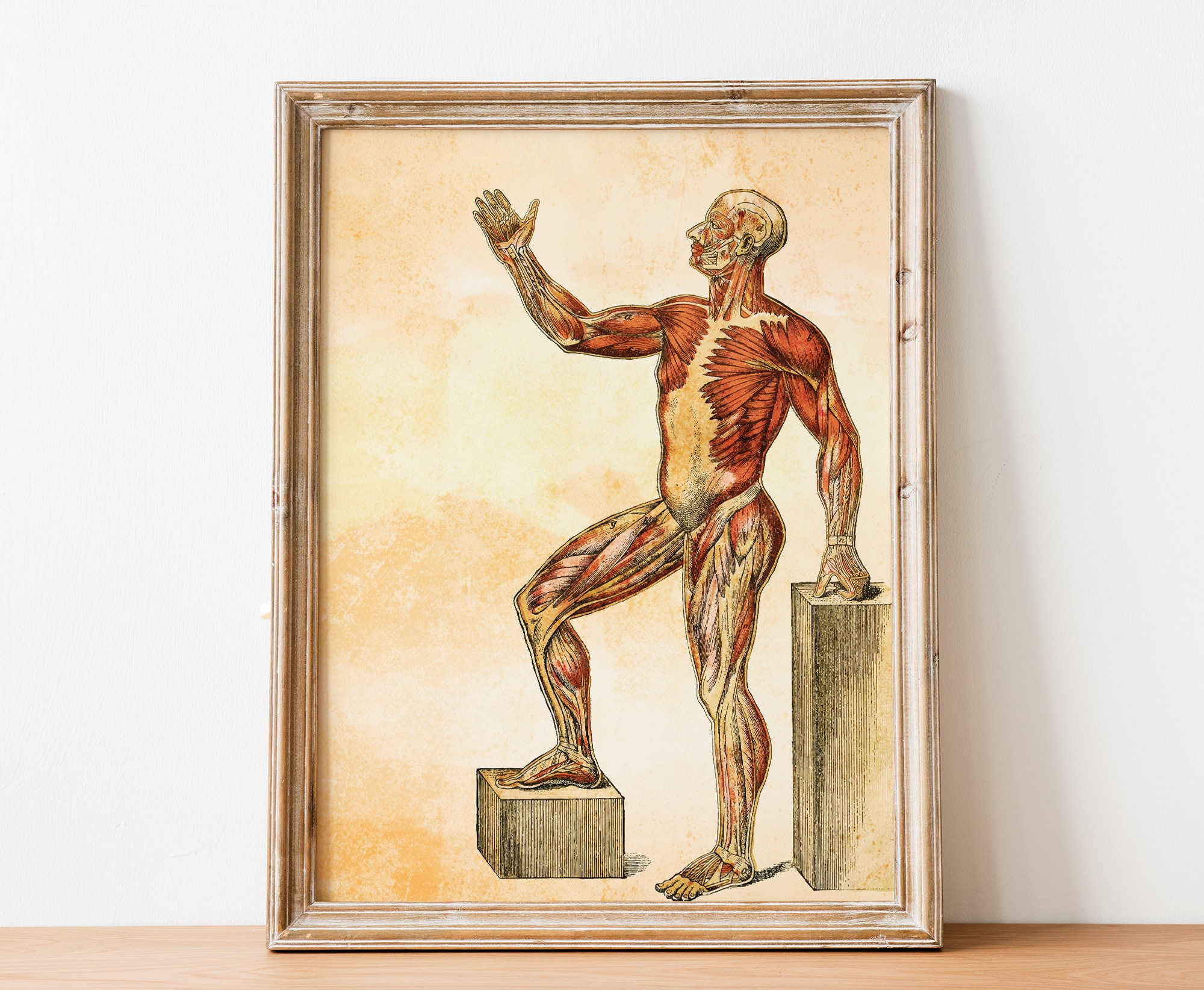 Vintage Victorian Medical Human Muscle Anatomy Print Giclee Etsy