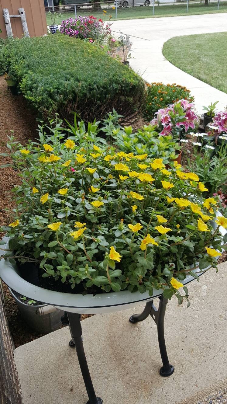 Antique Plant Stand - Etsy