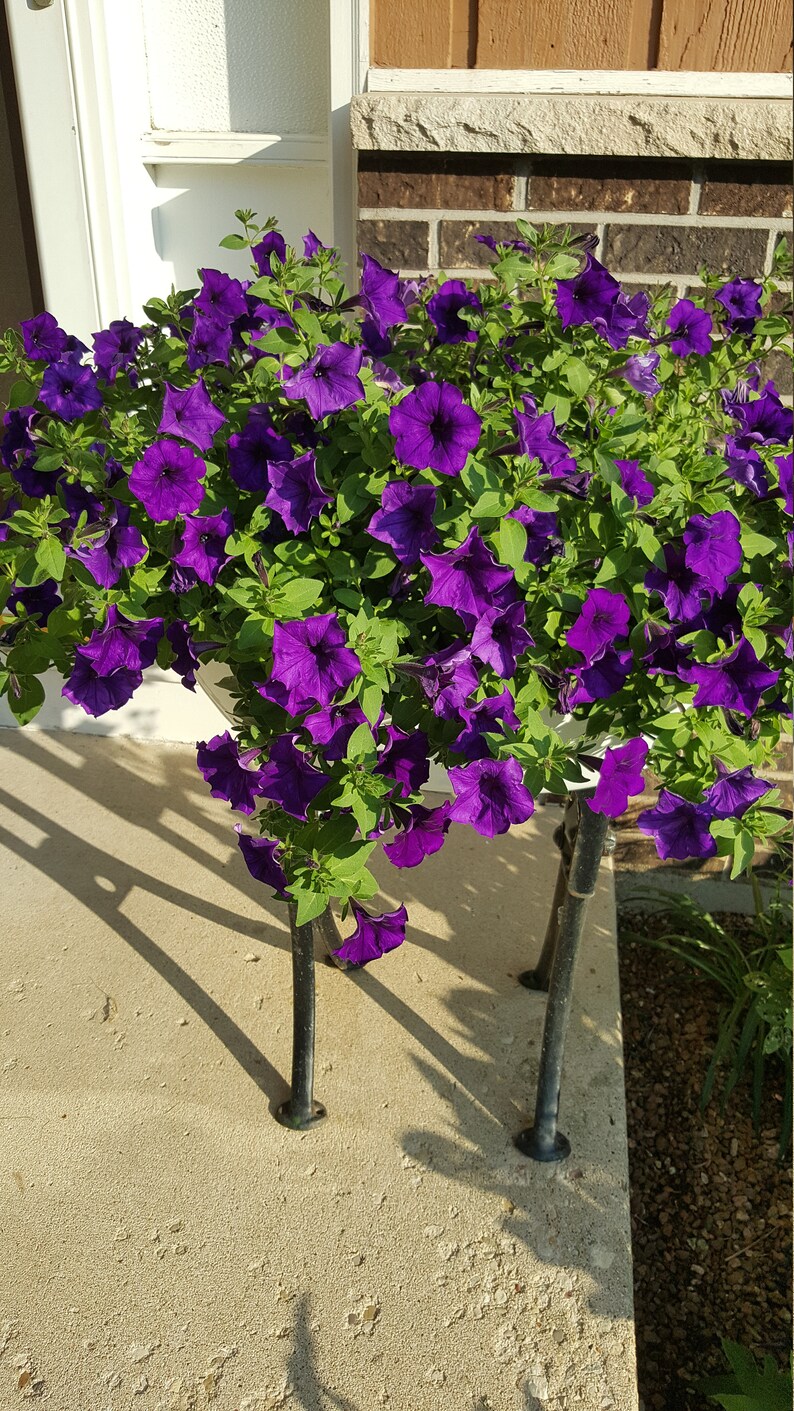 Antique Plant Stand - Etsy