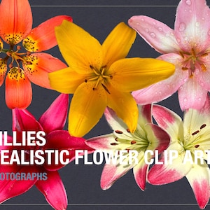 Conjunto de 5 clipart vibrantes de flores Lilly - arquivos PNG digitais para uso pessoal e comercial