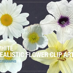 Conjunto de 5 clipart de flores vibrantes - arquivos PNG digitais para uso pessoal e comercial