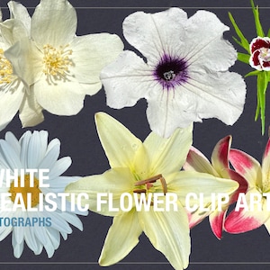 Conjunto de 5 clipart de flores brancas vibrantes - arquivos PNG digitais para uso pessoal e comercial