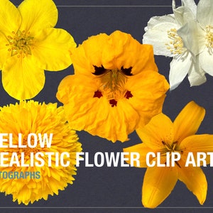 Conjunto de 5 clipart de flores vibrantes - arquivos PNG digitais para uso pessoal e comercial