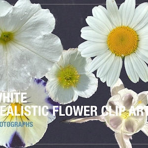 Pacote de clipart de flores de primavera - 5 arquivos PNG de flores de alta resolução