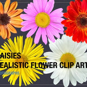 Colorful Flower Clip Art Bundle - Digital PNG Files for Personal & Commercial Use