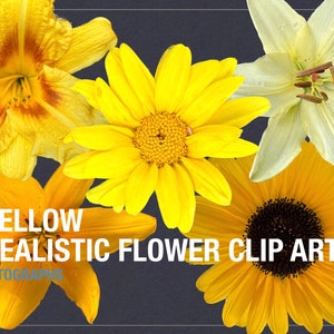 Coleção de clipart de flor floral - conjunto de 5 imagens PNG vibrantes