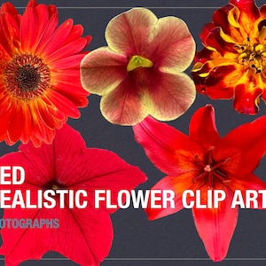 Pacote de clipart de flores coloridas - arquivos PNG digitais para uso pessoal e comercial