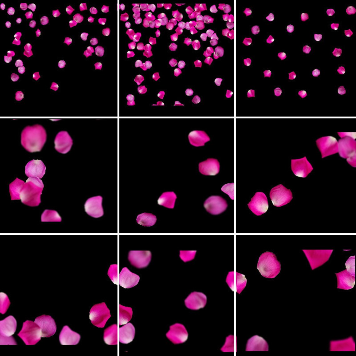 Rose Petals Overlay Rose Petal Overlay Etsy