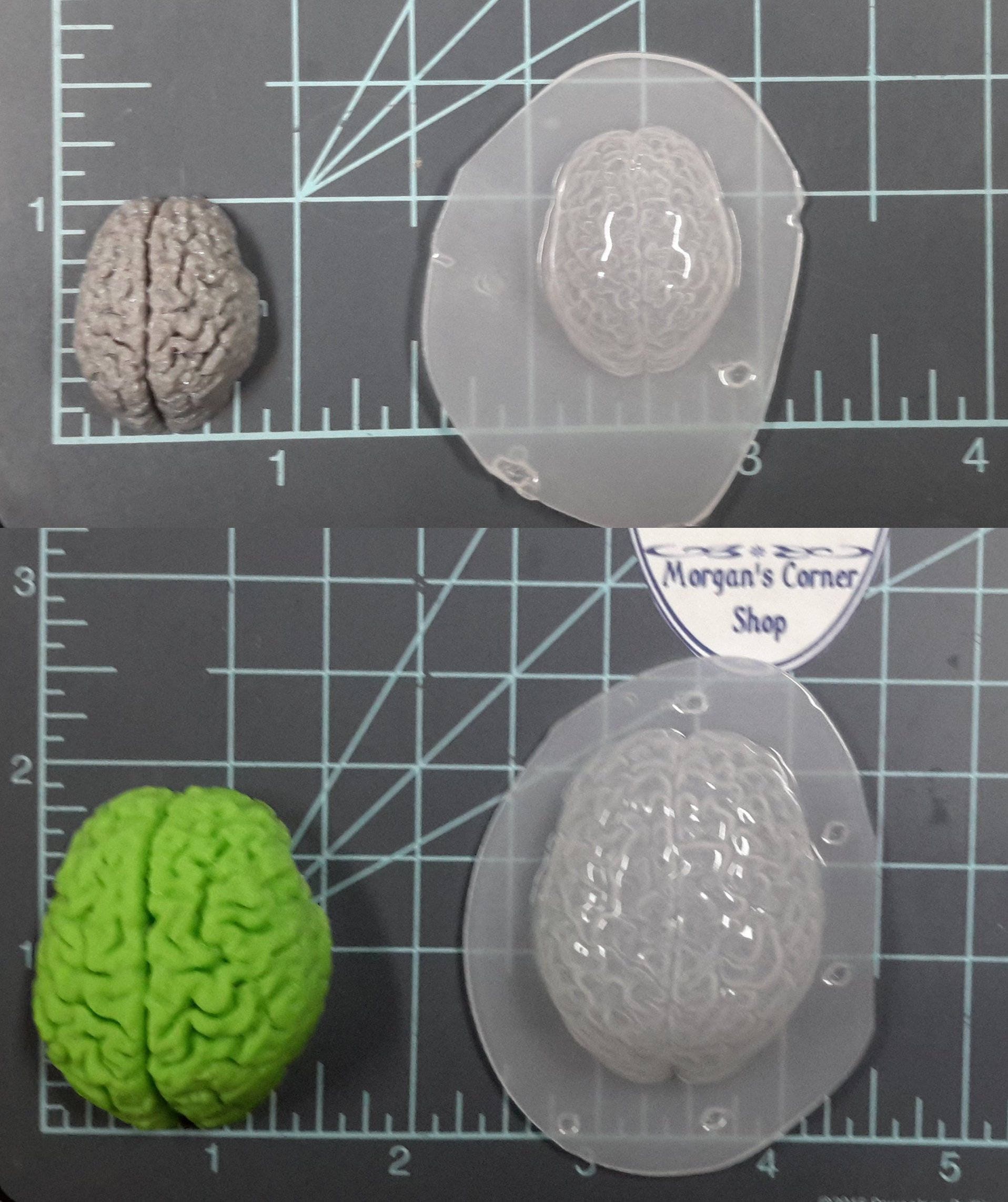 Human Brain Plastic Mold or Silicone Mold Resin Mold Brain Etsy Singapore