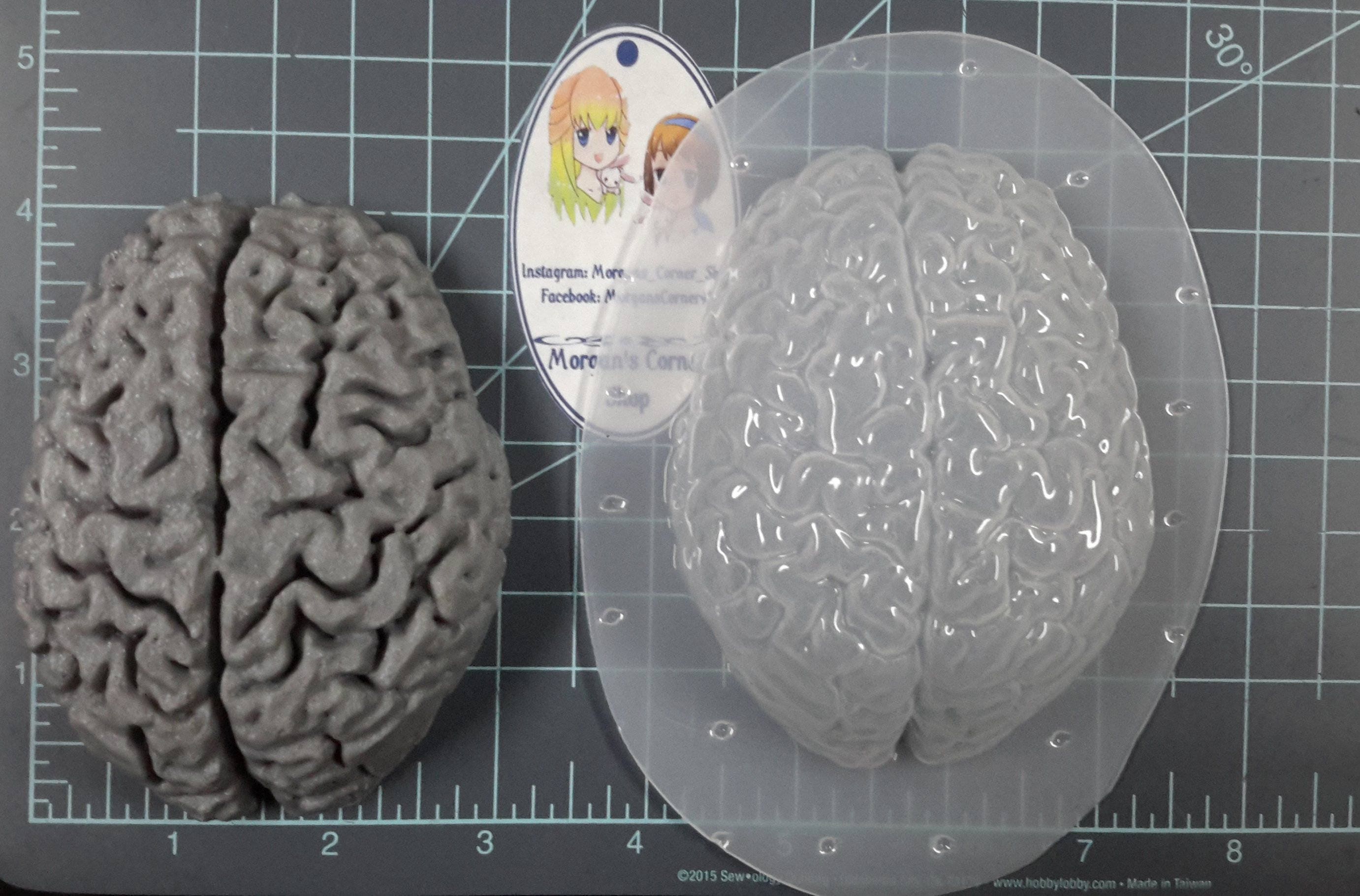 Human Brain Plastic Mold or Silicone Mold Resin Mold Brain Etsy Canada