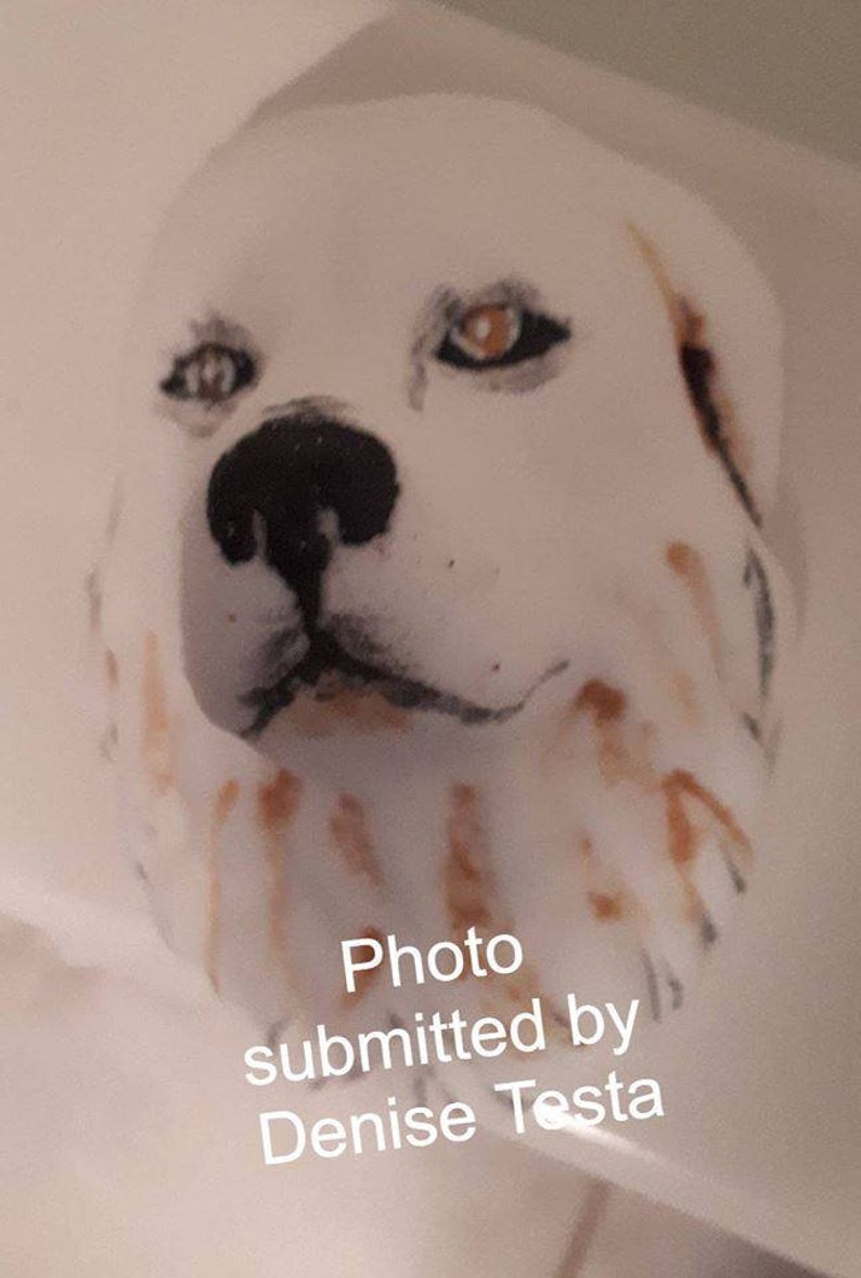 May include: Close-up of a white dog's face with brown and black markings. The dog has brown eyes and a black nose. The image is captioned "Photo submitted by Denise Testa".