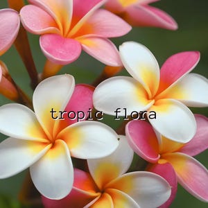Puede incluir: Primer plano de flores de plumeria con p&eacute;talos blancos, rosas y amarillos. Las flores tienen forma de estrella y est&aacute;n agrupadas. El texto "tropic flora" est&aacute; en el centro de la imagen.
