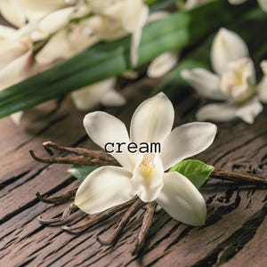 Cream | Single Note Layering Scent | Natural Vanilla Fragrance | Gender Neutral | Vegan | Organic | Spray Perfume | Sweet | Perfume Layering