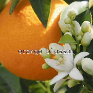 Orange Blossom Single Note Layering Perfume | Gender Neutral Natural Fragrance | Essential Oil Based | Vegan | Organic | Floral