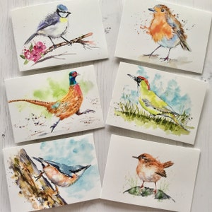 May include: Five watercolour paintings of different birds on white card stock. The birds are a bluebird, a robin, a pheasant, a woodpecker, and a wren. The paintings are all done in a realistic style and feature detailed brushstrokes.