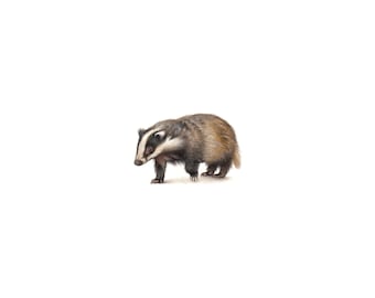 PRINT of watercolor miniature painting. Badger