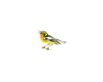 PRINT of watercolor miniature painting. Blackburnian Warbler