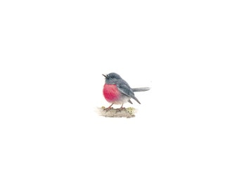 PRINT of watercolor miniature painting. Australian Pink Robin