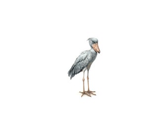 PRINT of watercolor miniature painting. Shoebill bird