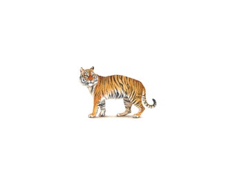 PRINT of watercolor miniature painting. Tiger