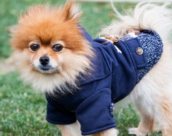 May include: A small, fluffy, orange Pomeranian dog wearing a blue and white winter coat stands on green grass.