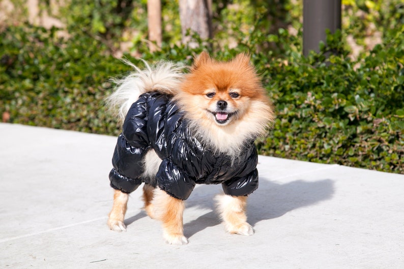 Super Cute Puffy Dog Sweater Jacket black Silver Red Etsy