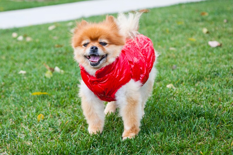 Super Cute Puffy Dog Vest black Orange Red Blue Beige Etsy