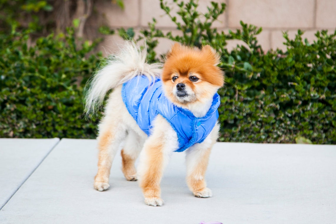 Super Cute Puffy Dog Vest black Orange Red Blue Beige Etsy